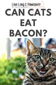 So you're probably wondering if you should share your banana snack with your feline furball. Can You Feed Cats Bacon Live Long And Pawspurr