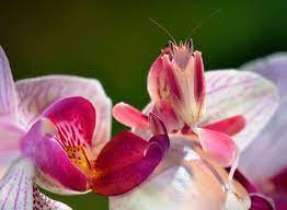 Orchidmantis Jpg Orchid Mantis Orchids Beautiful Bugs