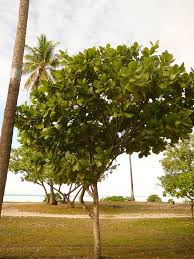 Image result for Guettarda