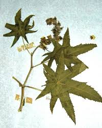 Image result for Ricinus communis