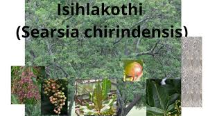 Image result for Searsia rehmanniana