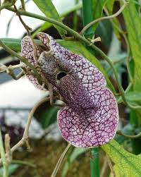 Image result for Aristolochia