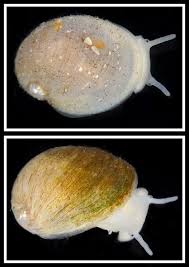 Image result for Premna velutina