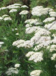 Achillea Millefolium Whites Though To Yellows Orange Red And Pinks Achillea Millefolium Achillea Flower Garden