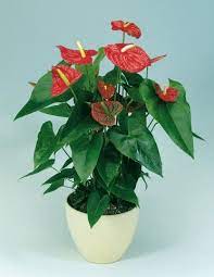 Flamingo Flower Flamingo Flower Anthurium Plants