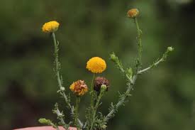 Image result for Pentzia incana