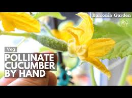 Image result for male flowers cucumber