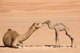 In view of this, the meaning of the phrase like the camel getting his nose under the tent is rather distinct from poking and prying. What Does It Mean That It Is Easier For A Camel To Fit Thru The Eye Of A Needle Than It Is For A Rich Man To Enter The Kingdom Of Heaven