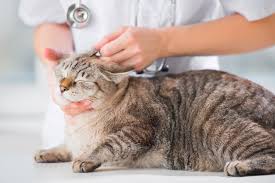 Are you considering amputation for your english bulldog's tail? What To Do When Your Cat Has A Broken Bone