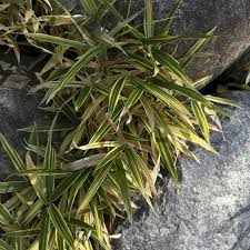 Image result for Pleioblastus fortunei