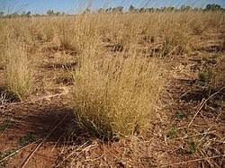 Image result for Eragrostis dinteri