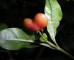 Image result for Mostuea brunonis