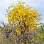 Image result for Rhigozum zambesiacum