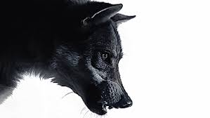 Du suchst animierte gifs zum thema white wolf?bei pandagif.com findest du gifs, bilder und animationen zu den themen. White Wolf