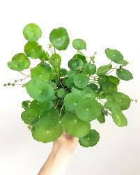 Image result for Hydrocotyle