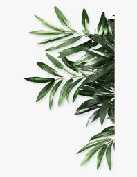 Mq Green Leaf Leaves Border Borders Green Olive Leaves Png Transparent Png Kindpng Here you can download free leaf png pictures with transparent background. green olive leaves png transparent png