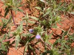 Image result for Petalidium bracteatum