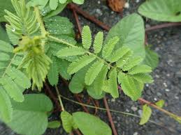 Image result for Mimosa diplotricha