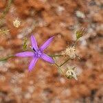 Image result for Wahlenbergia abyssinica