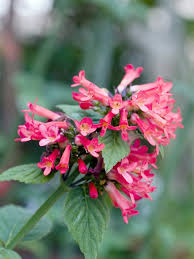 Image result for Russelia sarmentosa