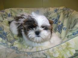 Shih Tzu Puppy For Sale In Paterson Nj Adn 59026 On Puppyfinder Com Gender Male Age 13 Weeks Old Shih Tzu Puppy Shih Tzu Puppies