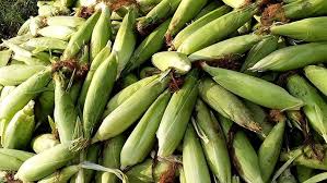 मालामाल भुट्टा खेती 🌽🌽मक्का खेती की जानकारी | Sweet Corn/Baby Corn/Maize Farming | Indian Farmer - YouTube