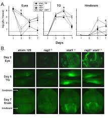 John collins said his left ankle sprain is nothing too bad. feels like he twisted it. Icp0 Antagonizes Stat 1 Dependent Repression Of Herpes Simplex Virus Implications For The Regulation Of Viral Latency Virology Journal Full Text