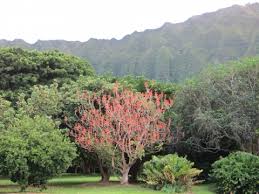 Image result for Erythrina abyssinica