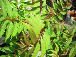 Image result for Cedrela