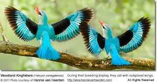 woodland kingfishers hennie van heerden beautiful birds most beautiful birds bird pictures