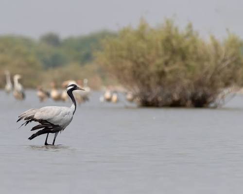 The demoiselle crane is slightly smaller than the common crane but has  similar plumage. It has a long white neck stripe and the black on the  foreneck extends down over the chest