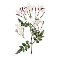 Flower Drawing Jasmine Flower Tattoos Jasmine Tattoo
