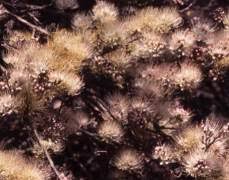 Image result for Combretum mossambicense