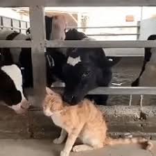 Immediately send out bahamut cat (hope you have enough money left in your at this point the cow cats are going to build up sufficiently to mow through your team. Cows Lick A Cat Keepgif