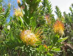 Image result for Leucospermum
