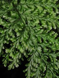 Image result for Vandenboschia gigantea