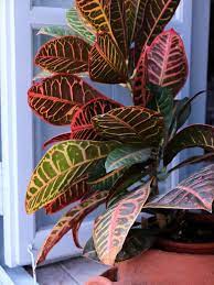 Check spelling or type a new query. 10 Huge Houseplants That Make A Statement Plants With Colorful Leaves Indoor Plants Low Light Plants
