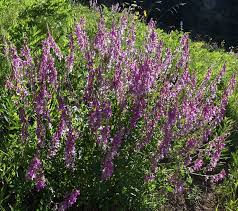 Image result for Hedysarum