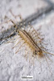 When it comes to pest control, who is financially responsible? Pin On Pest Control