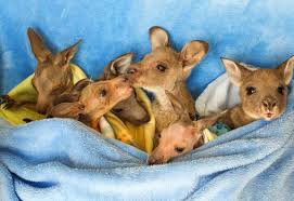 Rex Sarah Matray Newspix Cute Animals Animal Photo Cute Baby Animals