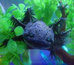 Black Melanoid Axolotl Looks Very Similar To Dark Wild Types However This Axolotl Has An Increased Amount Of Melanophores Axolotl Pet Axolotl Axolotl Cute