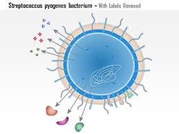 Image result for Streptococcus