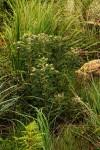 Image result for Indigofera cecilii