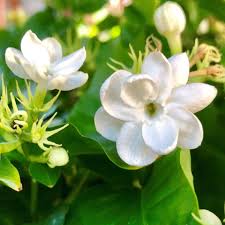 Jul 18, 2021 · 2 gal. Philippine Jasmine Fragrant In 2021 Jasmine Plant Fragrant Plant Jasmine Flower