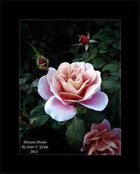 Griffith buck developed more than 85 varieties of roses. Buck Roses Learn More About Dr Griffith Buck Roses