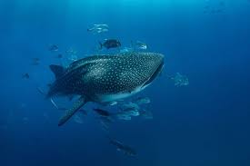 Maybe you would like to learn more about one of these? The Sea Of Cortez The Marine Miracle Of Mexico Miexperts