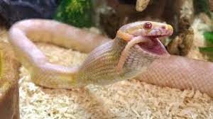 Below is our list of available corn snakes for sale at unbeatable prices. Feeding My Snow Corn Snake Youtube