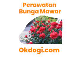 Mawar sendiri memerlukan perawatan yang intens agar ia tampak indah. 6 Kunci Sukses Cara Merawat Bunga Mawar