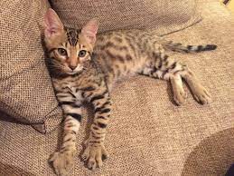 bengal bengal cat bengaliya koshki