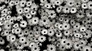 Set flowers daisy bunch vintage victorian frame border monogram floral ornament leaf scroll engraved retro pattern decorative design tattoo black and white filigree calligraphic vector heraldic shield. Download Wallpaper 2048x1152 Black White Flowers Grey Daisies Ultrawide Monitor Hd Background